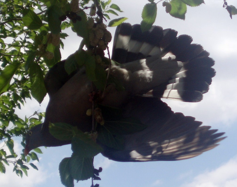 Avifauna humor